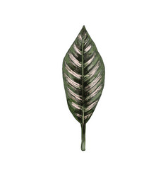 Calathea Ornata Leaf Vintage Hatching