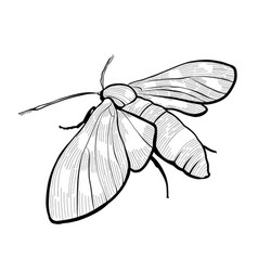 Realistic Moth Butterfly Drawing Black And White