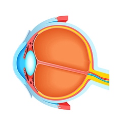 Cross Section Of Human Eye