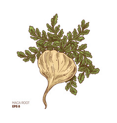 Maca Plant