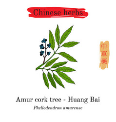 Medicinal Herbs Of China Amur Cork Tree