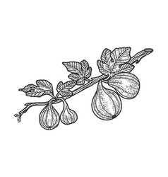 Common Fig Sketch