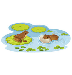 Two Frogs On Lotus Leaves In Water