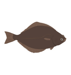 Hippoglossus - Atlantic Halibut