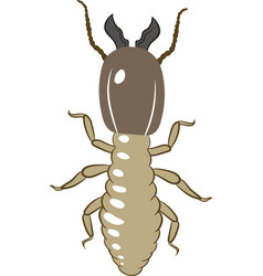 Termite