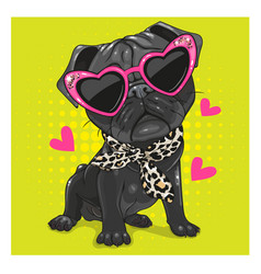 Black Pug Dog With Pink Glasses And Scarf