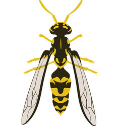 Wasp