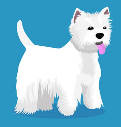 West Highland White Terrier Dog