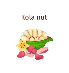 A Kola Nut Appetizing Tree