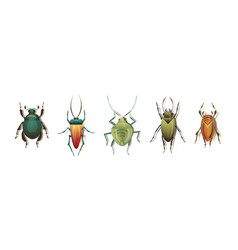 Bugs And Beetle As Coleoptera Insects With Elytra