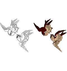 Two Sparrows Fighting In Flight Image