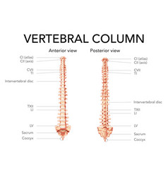 Human Vertebral Column In Anterior Posterior View