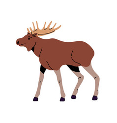 Brown Moose Bull With Large Antler Walking