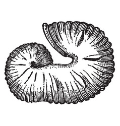 Extinct Cephalopod Fossil Scaphites Equalis