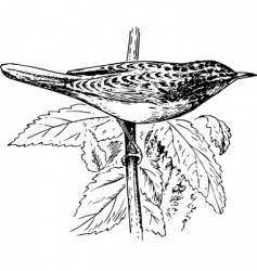 Bird Locustella