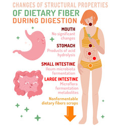 Changes Of Structural Properties Of Dietary Fiber