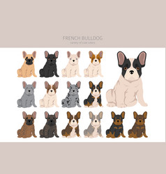 French Bulldogs Puppies All Coat Colours