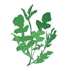 Arugula Rucola Herb