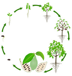 Life Cycle Asimina Triloba Pawpaw Plant