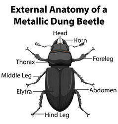 External Anatomy A Metallic Dung Beetle