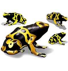 Yellow Banded Dart Poison Frog