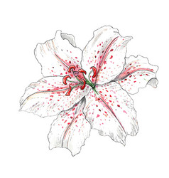 Lily Flower Painted In Watercolor