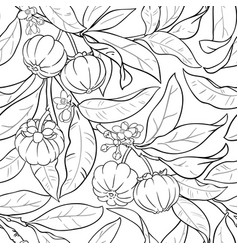 Garcinia Branches Pattern On Color