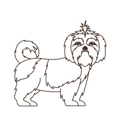 Silhouette Cute Shih Tzu Dog On White