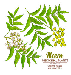 Neem Branches Set On White Background