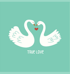 Two White Swans In Love Colorful