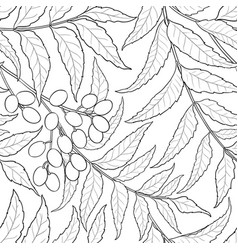 Neem Branches Pattern On White Background