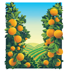 Rural Landscape With Orchard Oranges