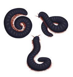 Set Of Scary Centipedes Isolated From