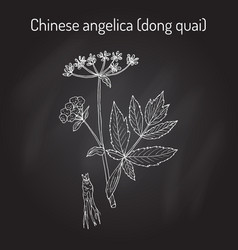 Angelica Sinensis Or Dong Quai Or Female Ginseng