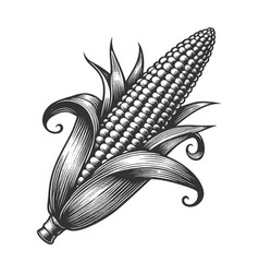 Engraved Corn Cob