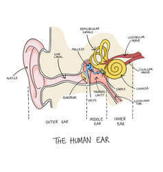 Hand drawn human ear anatomy Royalty Free Vector Image