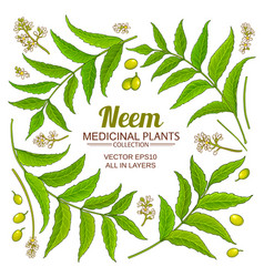 Neem Elements Set On White Background