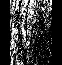 Pine Tree Bark Texture