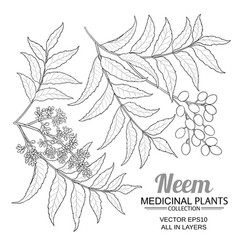 Neem Branches Set On White Background