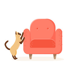 Siamese Cat Scratching Chair Nasty Kitten