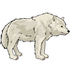 Cartoon White Wolf