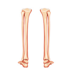 Leg Tibia Fibula Foot Ankle Skeleton Human Back