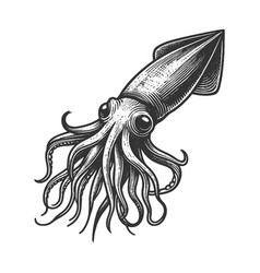 Squid Engraving Sketch