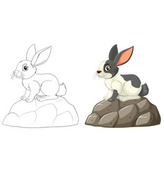 A Rabbit On A Stone