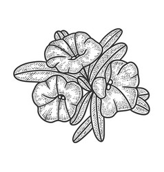 Petunia Flower Plant Sketch