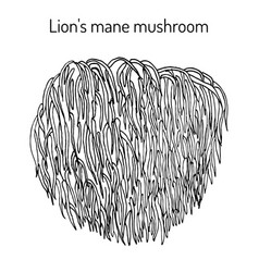 Lion S Mane Mushroom Hericium Erinaceus Edible