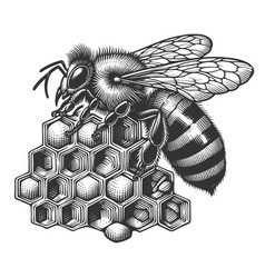 Bee And Honeycomb Botanical Engraving