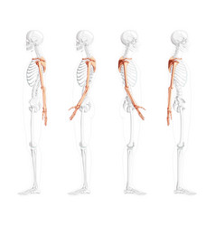 Skeleton Upper Limb Arms With Shoulder Girdle