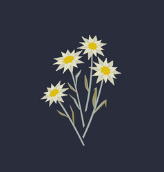 Hand Drawn Edelweiss Flowers Icon