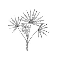 Hand Drawn Saw Palmetto Medicinal Tree